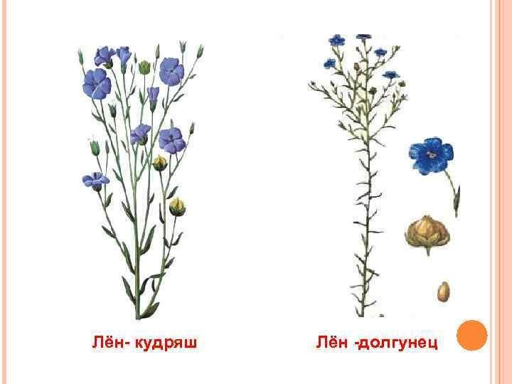 Лен рисунок для детей