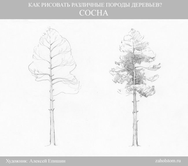 Дерево карандашом