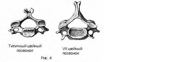 4 Шейный позвонок