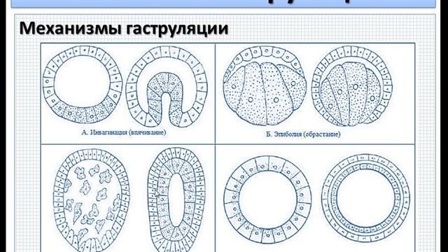 Этапы гаструляции инвагинация
