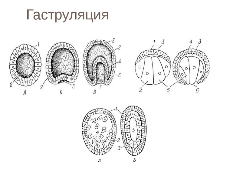 Гаструляция у amphioxus