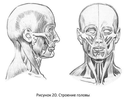 Мышцы черепа Баммес