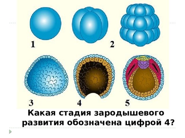 Бластула это в биологии