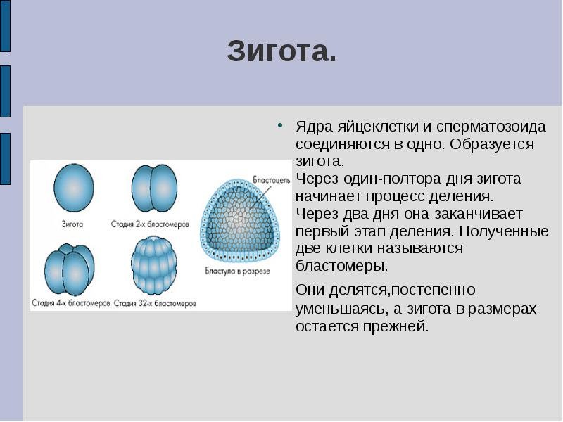 Образование зиготы особенности этапа