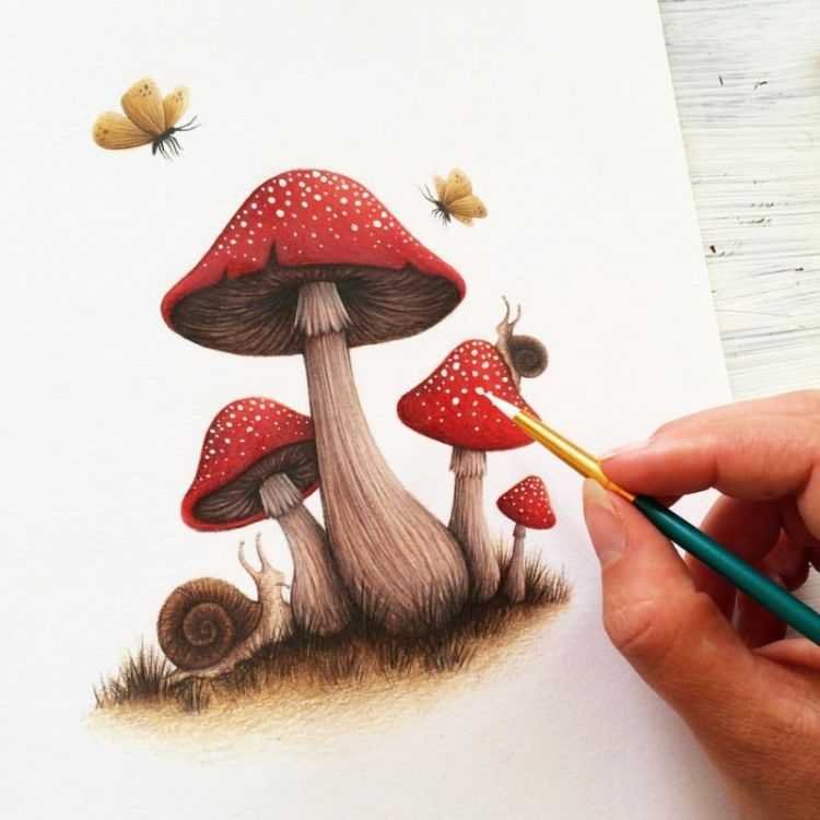 Грибы рисунок карандашом цветной