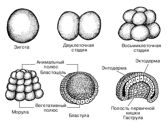 Схема дробления зиготы млекопитающих