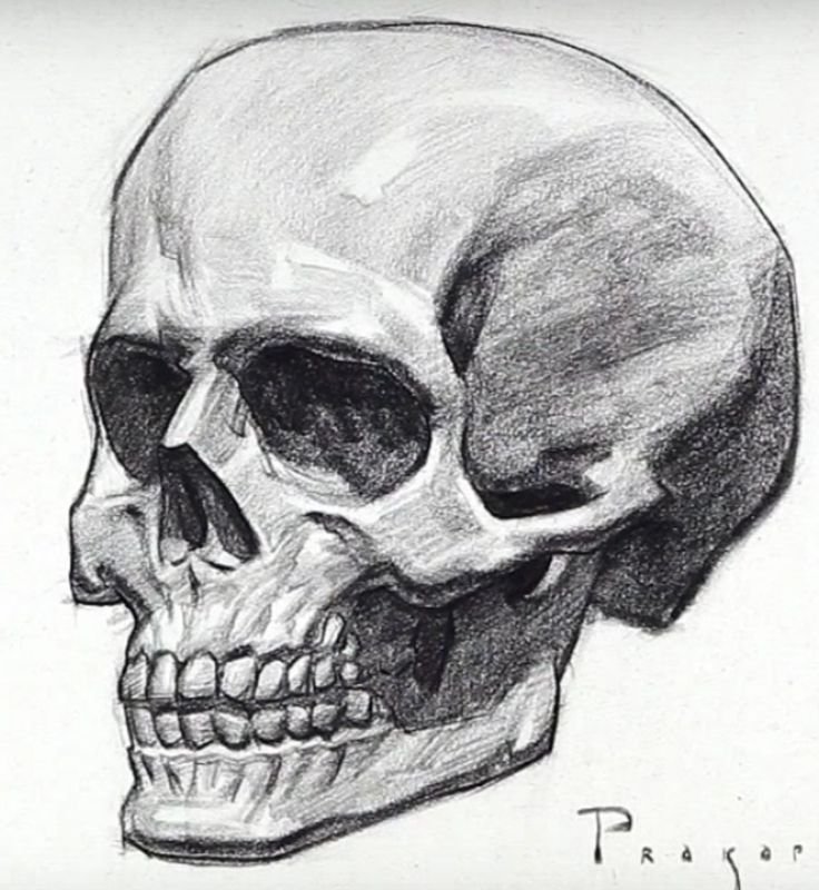 Череп карандашом