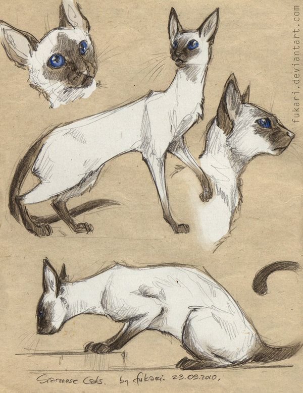 Коты Воители Сиамская кошка