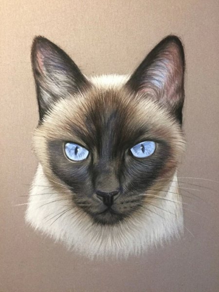 Сиамская кошка