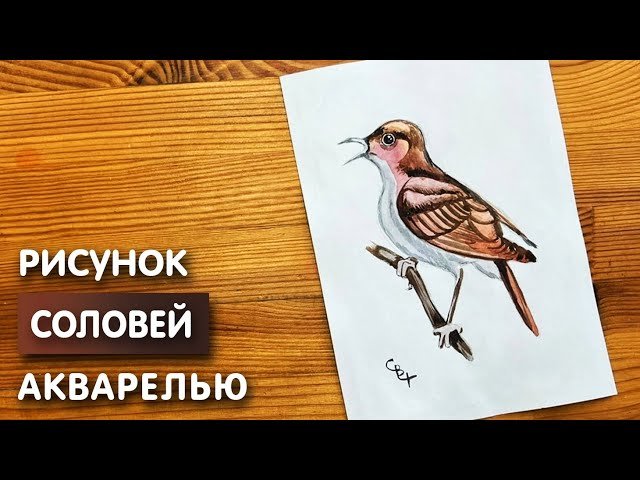 Соловей легкие