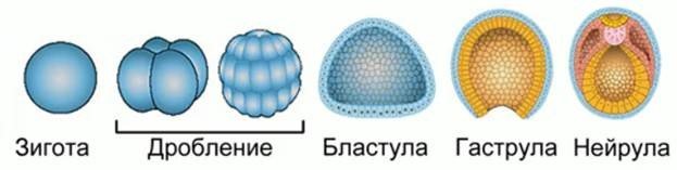 Морула бластула гаструла нейрула