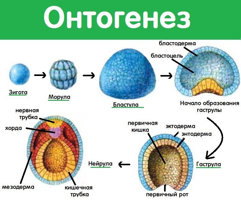 Морула бластула гаструла нейрула таблица