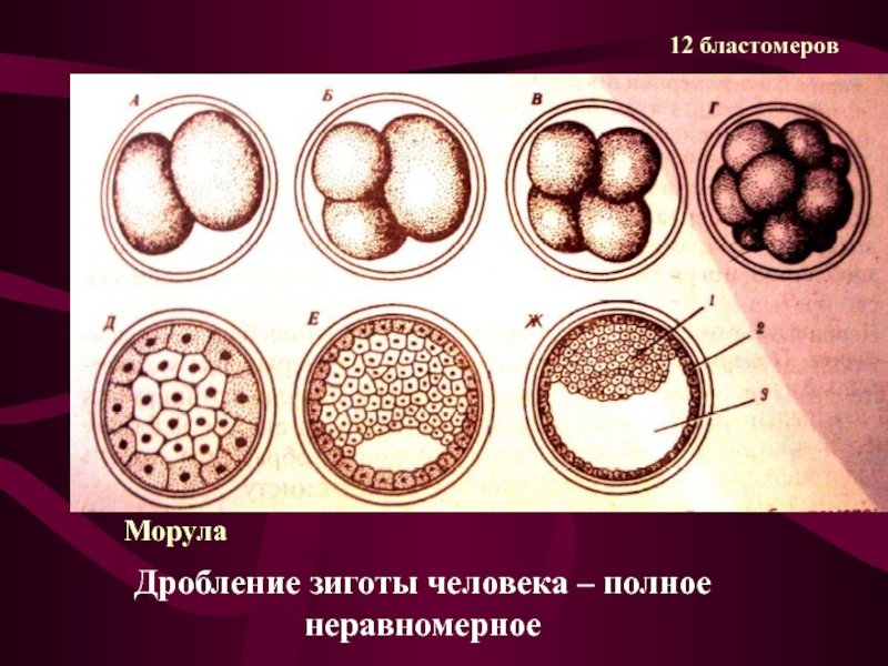 Зигота