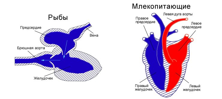 Строение сердца рыбы