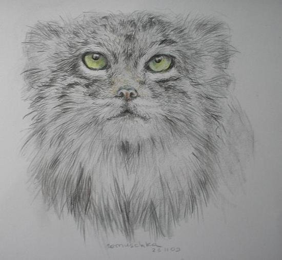Кот Манул