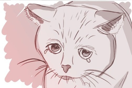 Кот для срисовки