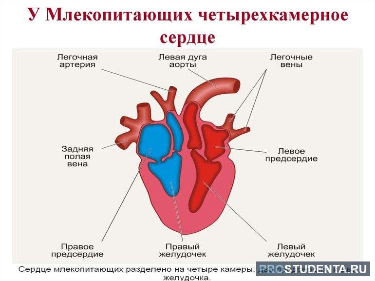 Схема строения сердца млекопитающих