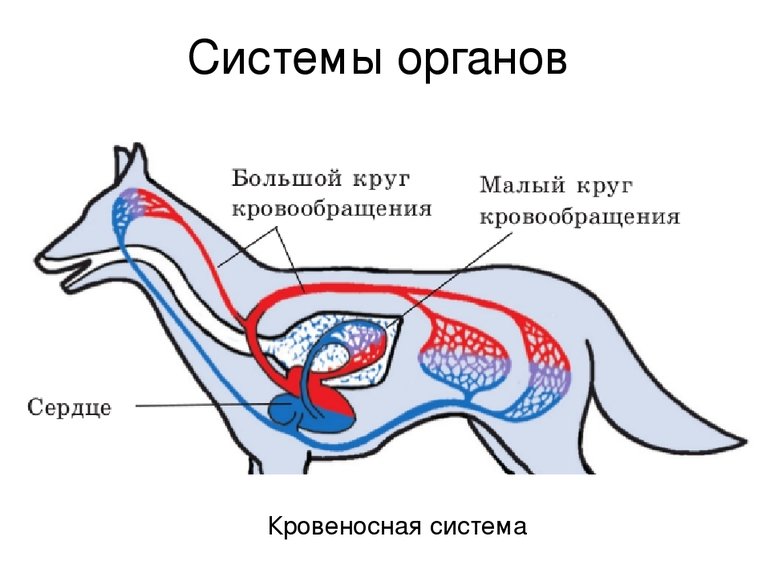 Сердце млекопитающих