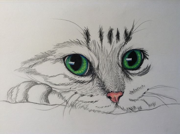 Кошка карандашом