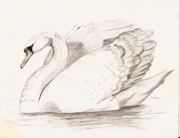 Лебедь рисунок