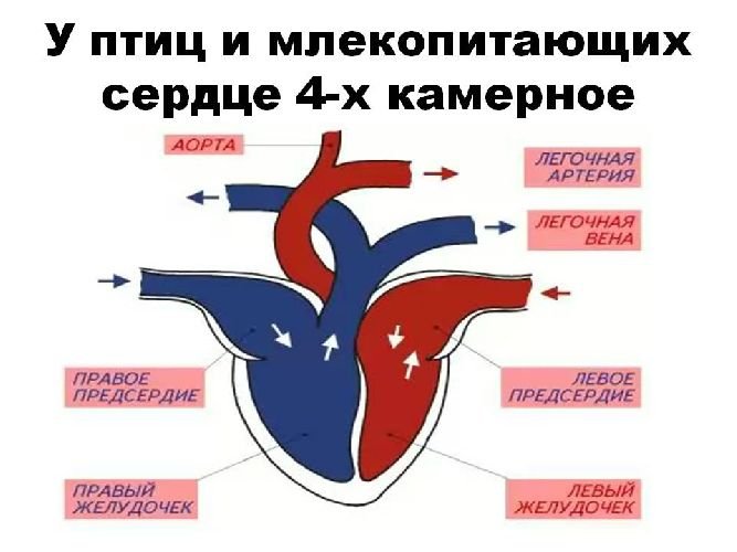 Строение сердца млекопитающих 7 класс