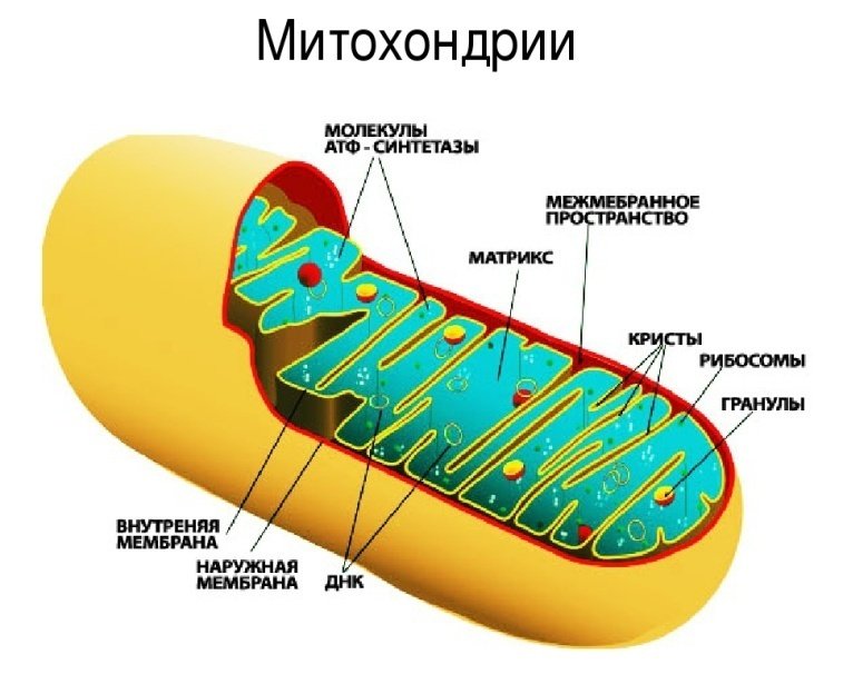 Строение Крист митохондрий
