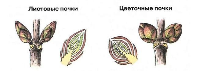 Внешнее и внутреннее строение почек каштана