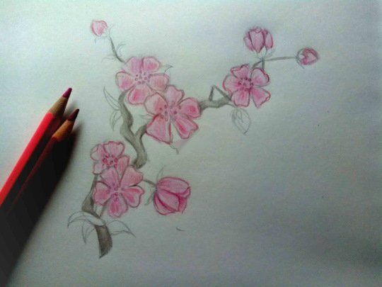 Ветка Сакуры рисунок карандашом