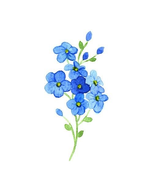Рисование незабудки