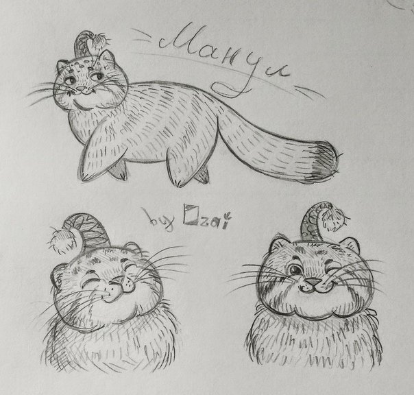 Кот Манул рисунок
