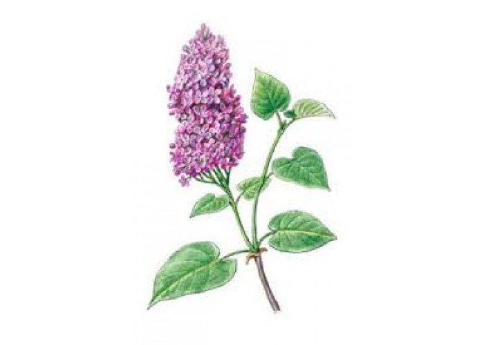 Рисунок Рахманинова сирень