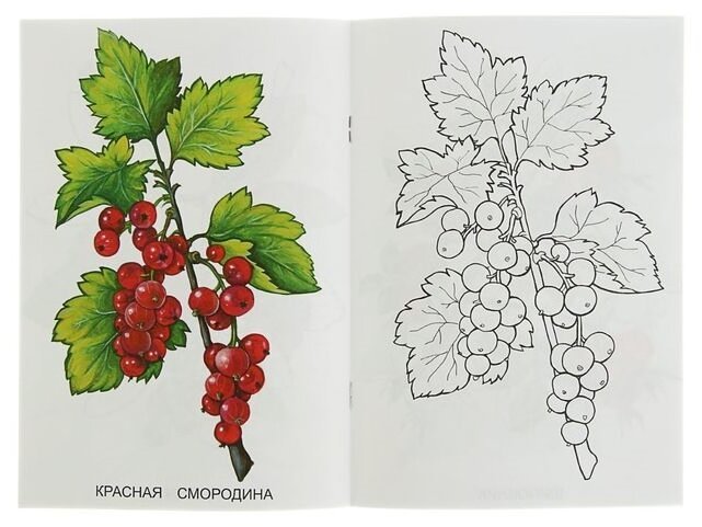 Смородина раскраска