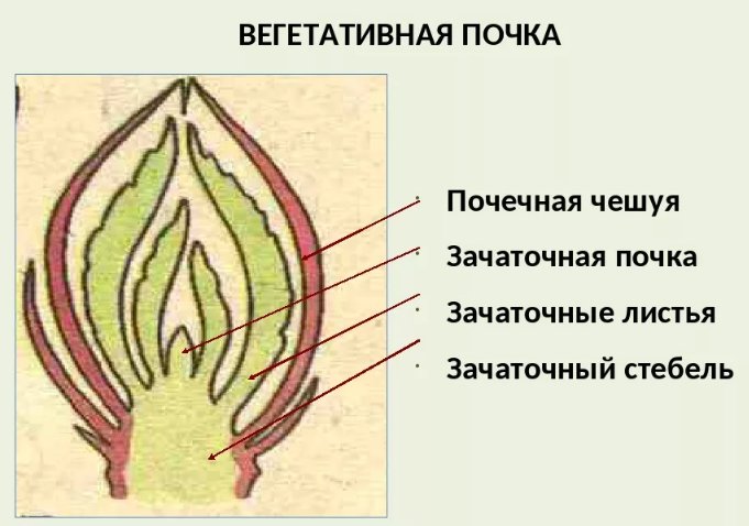 Вегетативная почка в разрезе рисунок