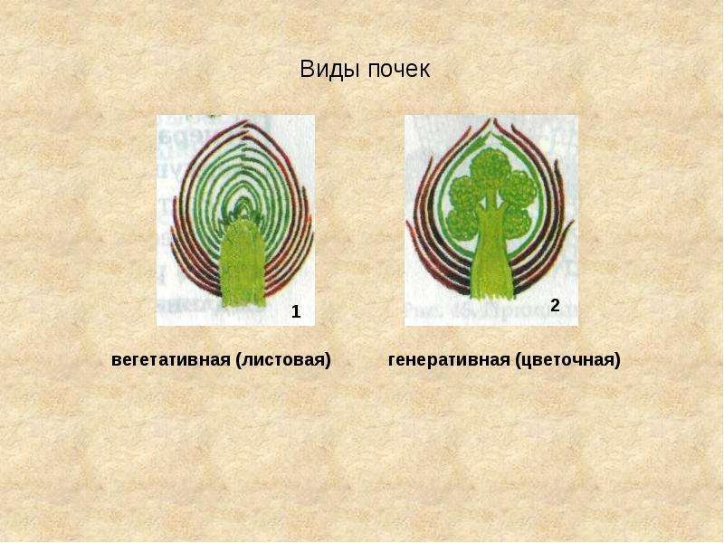 Строение почек растений вегетативная и генеративная