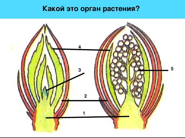 Строение вегетативной и генеративной почки