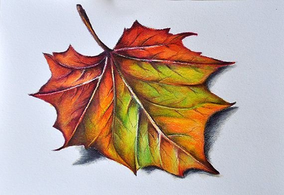 Кленовый лист рисунок