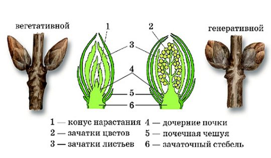 Генеративная почка