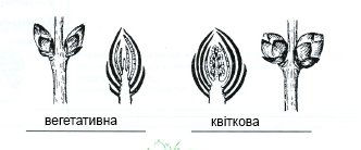 Вегетативная почка и генеративная почка