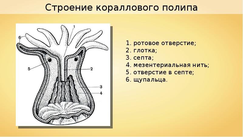 Строение полипа 7 класс