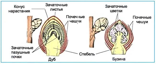 Строение почки растения