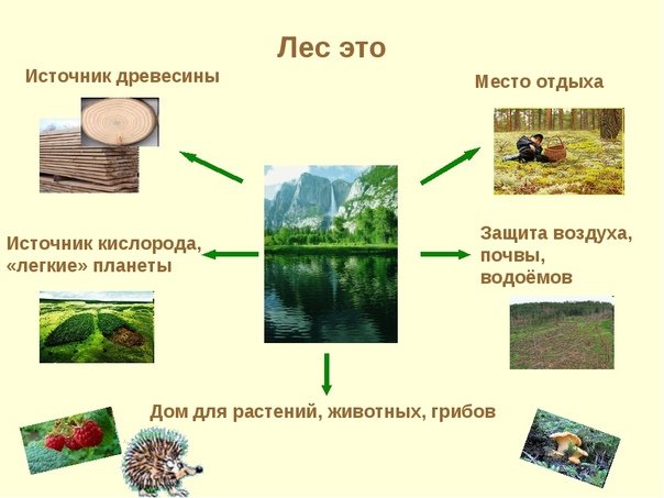 Источник древесины