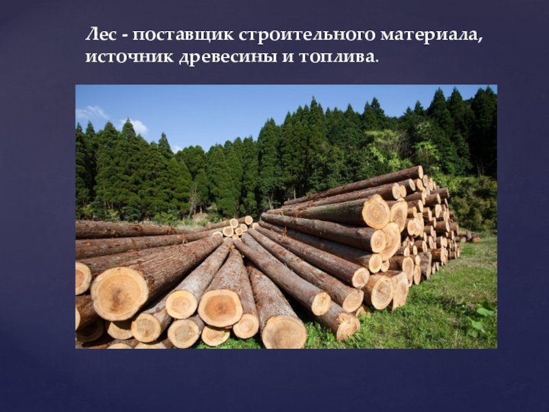 Источник древесины