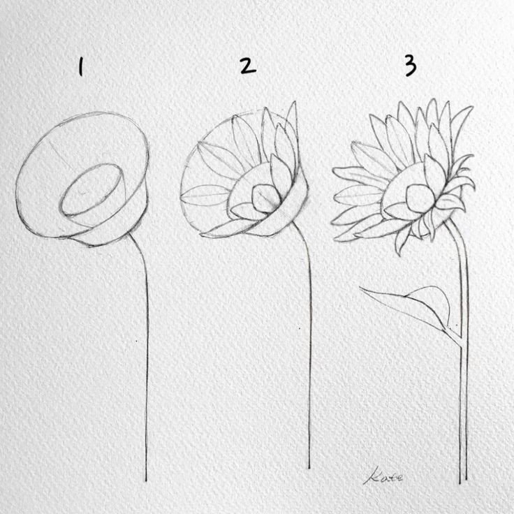 Рисование цветов карандашом