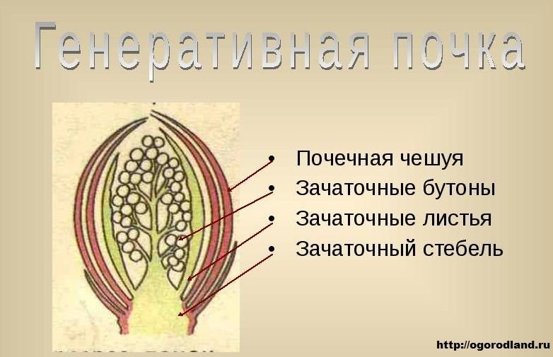 Генеративная почка в разрезе
