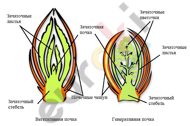 Строение зачаточного побега