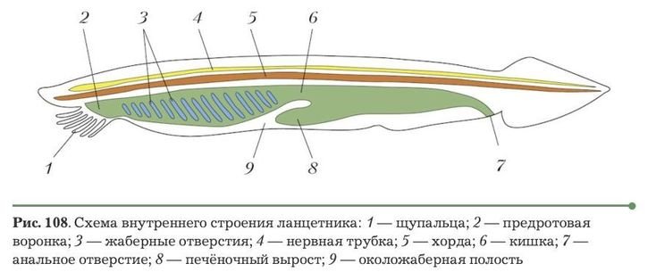 Схема внутреннего строения ланцетника рис 108