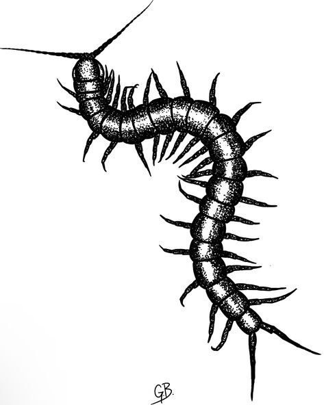 Многоножки (см. Myriapodiasis)