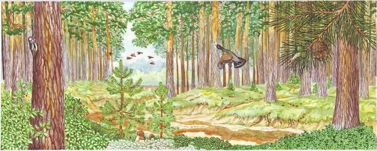 Рисунок леса для детей