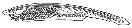 Ланцетник рисунок