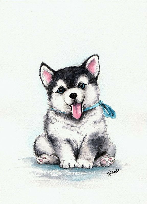 Щенок хаски рисунок